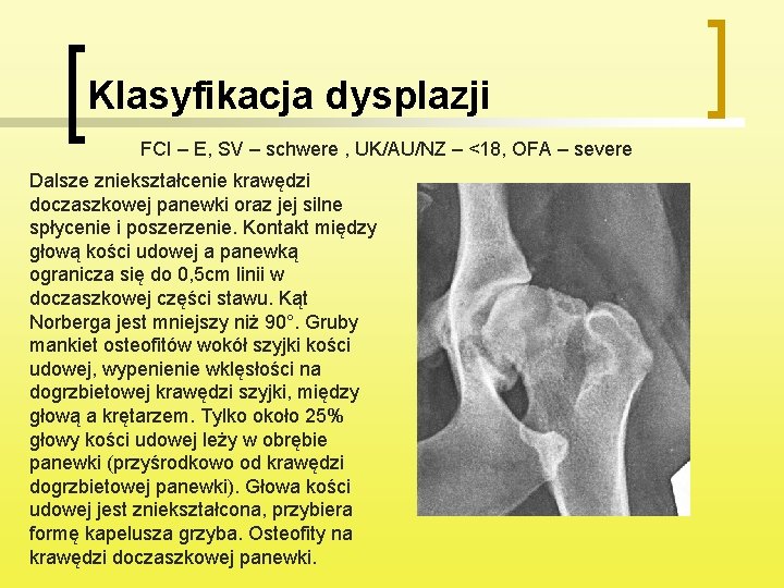 Klasyfikacja dysplazji FCI – E, SV – schwere , UK/AU/NZ – <18, OFA –