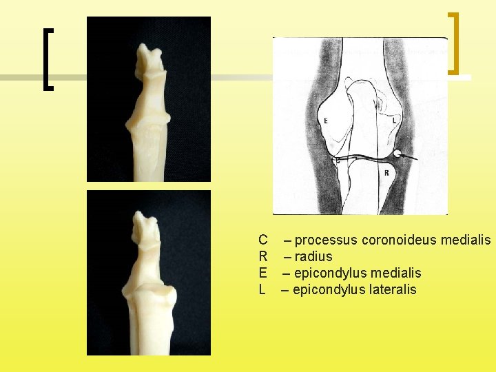 C – processus coronoideus medialis R – radius E – epicondylus medialis L –