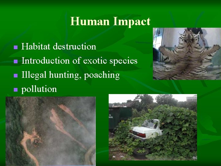 Human Impact n n Habitat destruction Introduction of exotic species Illegal hunting, poaching pollution