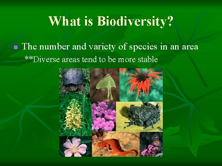 What is Biodiversity? n The number and variety of species in an area **Diverse