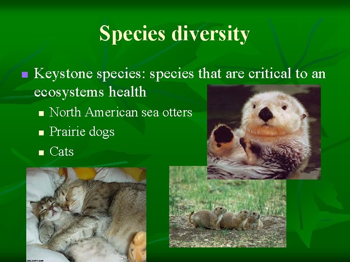 Species diversity n Keystone species: species that are critical to an ecosystems health n