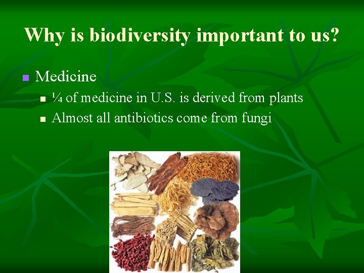 Why is biodiversity important to us? n Medicine n n ¼ of medicine in