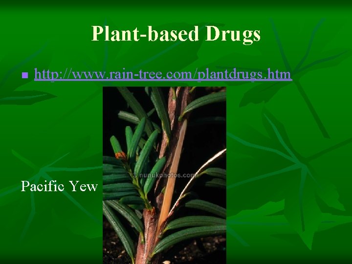 Plant-based Drugs n http: //www. rain-tree. com/plantdrugs. htm Pacific Yew 