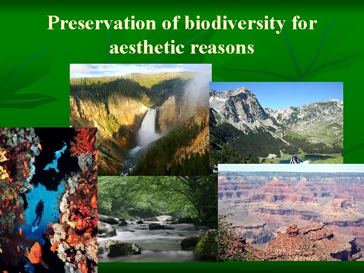 Preservation of biodiversity for aesthetic reasons 