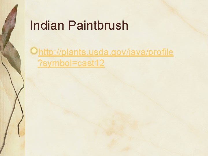 Indian Paintbrush http: //plants. usda. gov/java/profile ? symbol=cast 12 