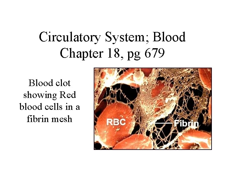 Chapter 18 The Circulatory System Blood Functions and