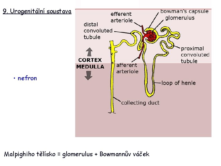 9. Urogenitální soustava • nefron Malpighiho tělísko = glomerulus + Bowmannův váček 