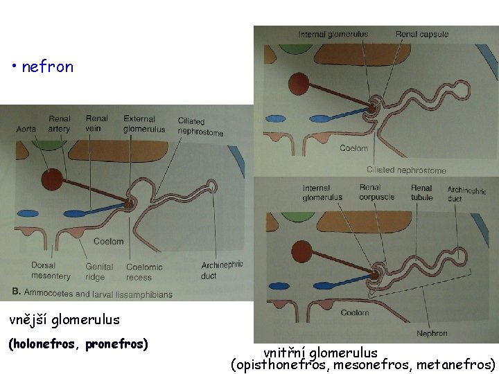 • nefron vnější glomerulus (holonefros, pronefros) vnitřní glomerulus (opisthonefros, mesonefros, metanefros) 
