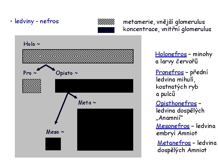  • ledviny - nefros metamerie, vnější glomerulus koncentrace, vnitřní glomerulus Holo ~ Holonefros