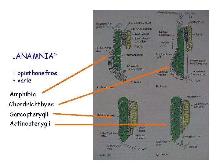 „ANAMNIA“ • opisthonefros • varle Amphibia Chondrichthyes Sarcopterygii Actinopterygii 