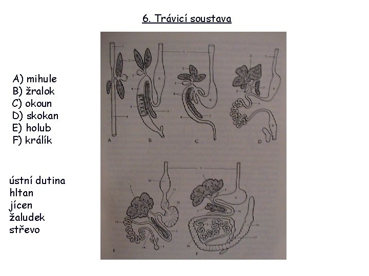6. Trávicí soustava A) mihule B) žralok C) okoun D) skokan E) holub F)