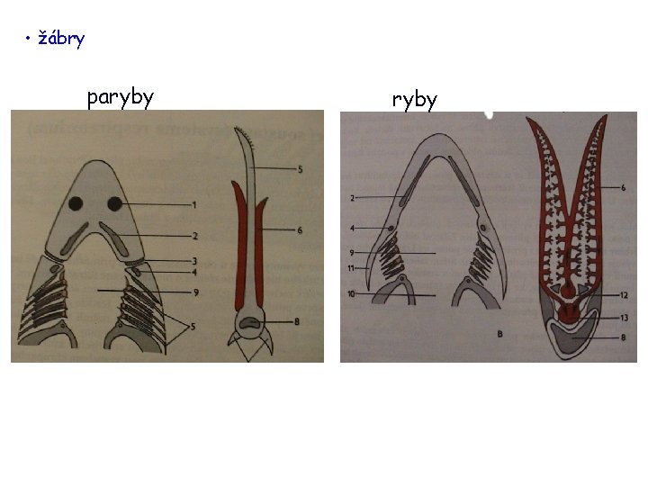  • žábry paryby 