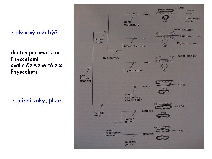  • plynový měchýř ductus pneumaticus Physostomi ovál a červené těleso Physoclisti • plícní