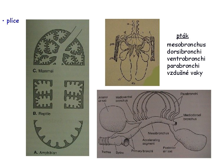  • plíce pták mesobronchus dorsibronchi ventrobronchi parabronchi vzdušné vaky 