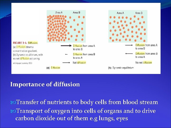 Importance of diffusion Transfer of nutrients to body cells from blood stream Transport of