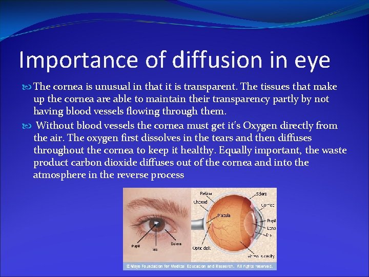 Importance of diffusion in eye The cornea is unusual in that it is transparent.