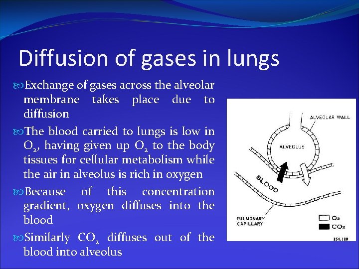 Diffusion of gases in lungs Exchange of gases across the alveolar membrane takes place