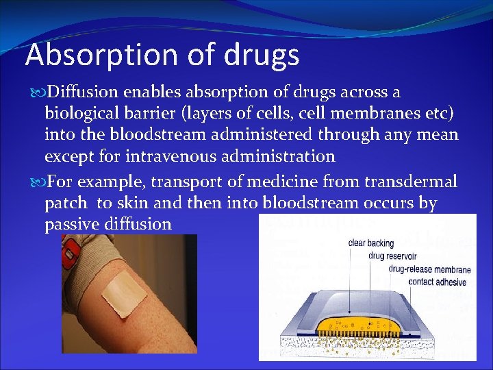 Absorption of drugs Diffusion enables absorption of drugs across a biological barrier (layers of