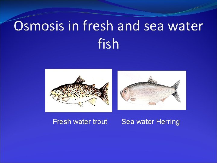 Osmosis in fresh and sea water fish Fresh water trout Sea water Herring 