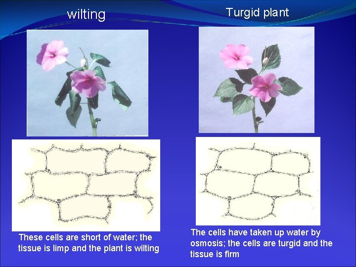 wilting These cells are short of water; the tissue is limp and the plant