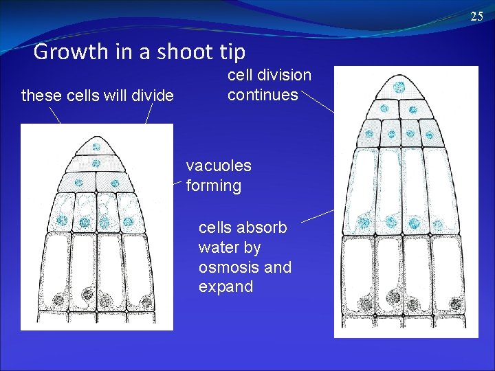 25 Growth in a shoot tip these cells will divide cell division continues vacuoles