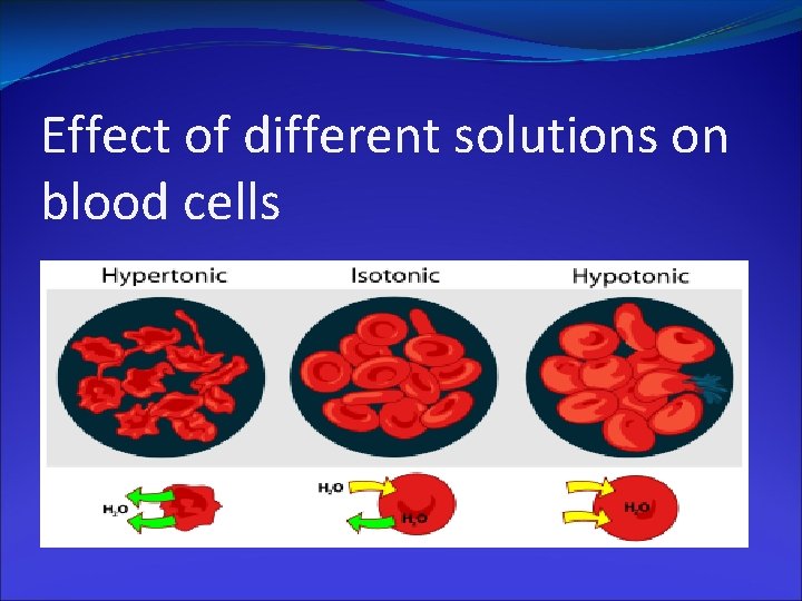 Effect of different solutions on blood cells 