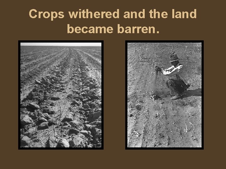 Crops withered and the land became barren. 