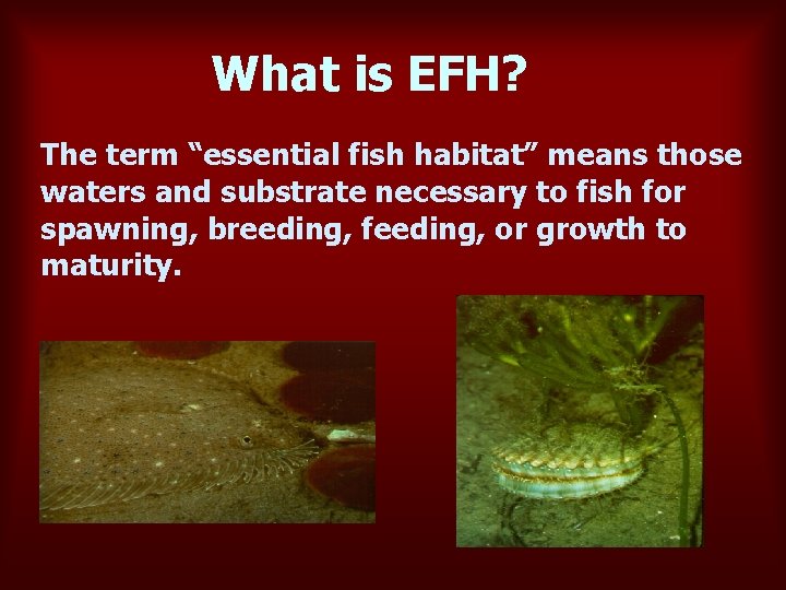 What is EFH? The term “essential fish habitat” means those waters and substrate necessary