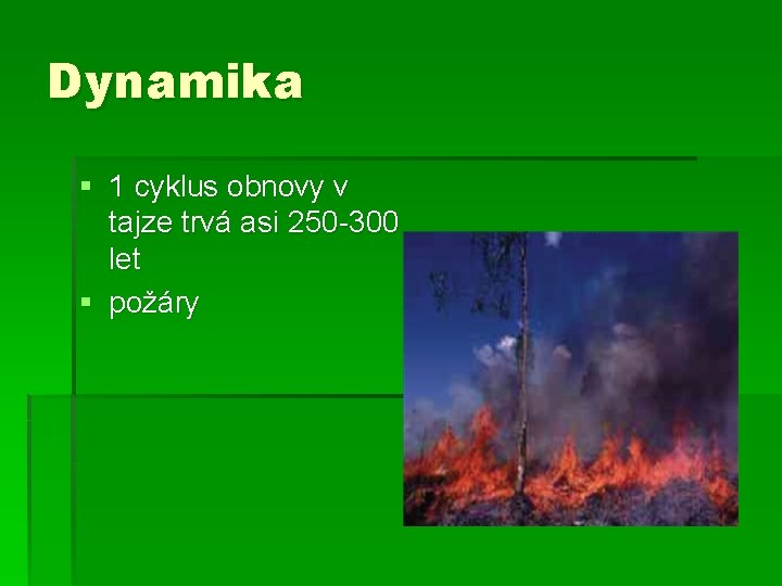 Dynamika § 1 cyklus obnovy v tajze trvá asi 250 -300 let § požáry