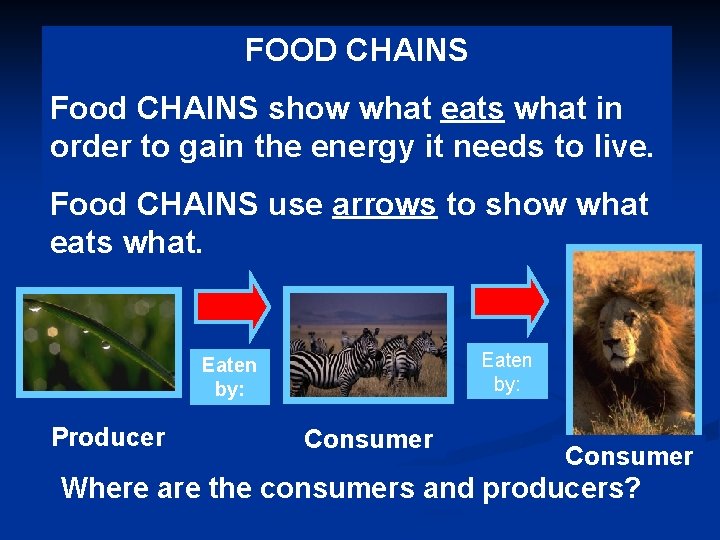 FOOD CHAINS Food CHAINS show what eats what in order to gain the energy
