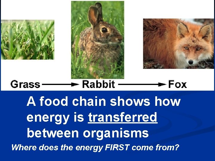  A food chain shows how energy is transferred between organisms Where does the