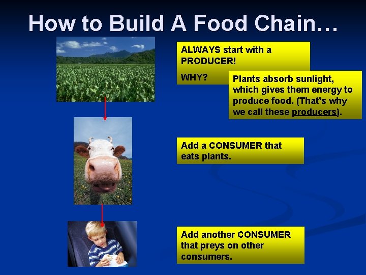 How to Build A Food Chain… ALWAYS start with a PRODUCER! WHY? Plants absorb
