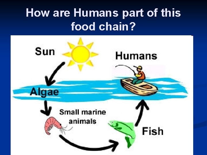 How are Humans part of this food chain? 