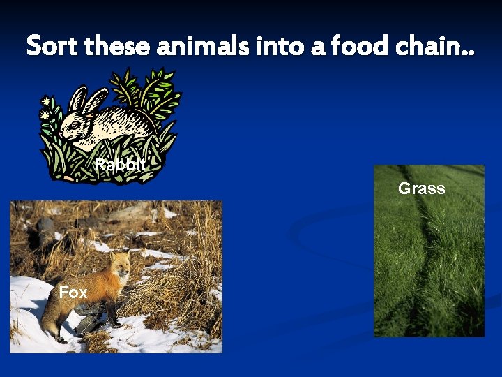 Sort these animals into a food chain. . Rabbit Grass Fox 