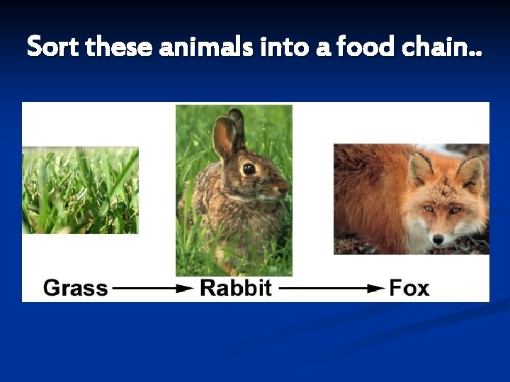Sort these animals into a food chain. . Grass 