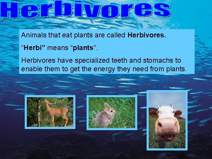 Animals that eat plants are called Herbivores. “Herbi” means “plants”. Herbivores have specialized teeth