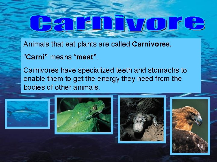Animals that eat plants are called Carnivores. “Carni” means “meat”. Carnivores have specialized teeth