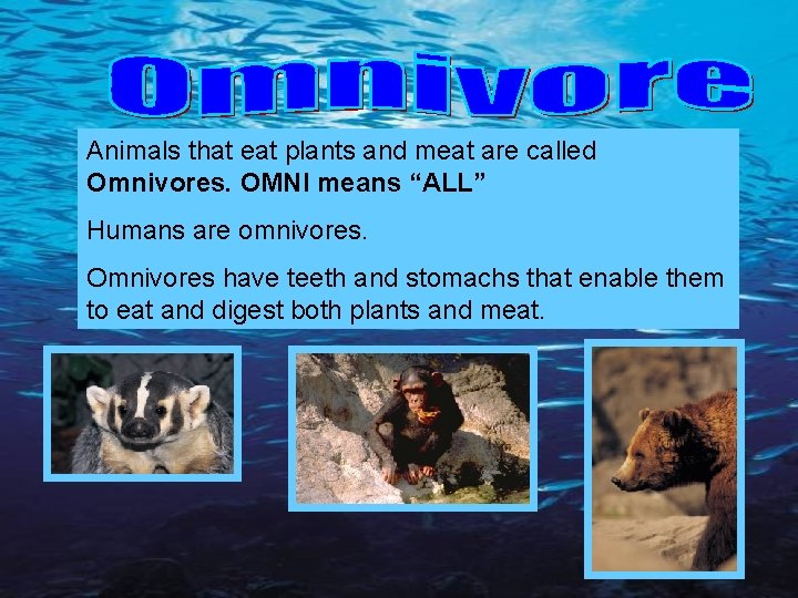Animals that eat plants and meat are called Omnivores. OMNI means “ALL” Humans are