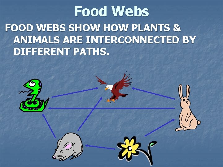 Food Webs FOOD WEBS SHOW PLANTS & ANIMALS ARE INTERCONNECTED BY DIFFERENT PATHS. 