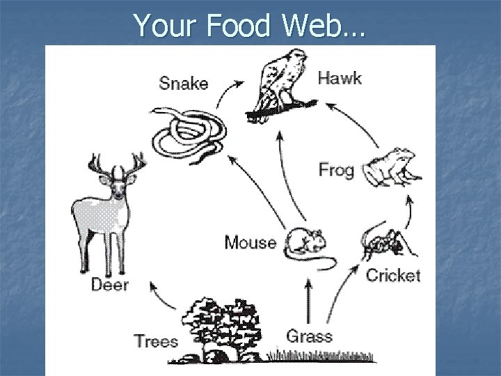 Your Food Web… 