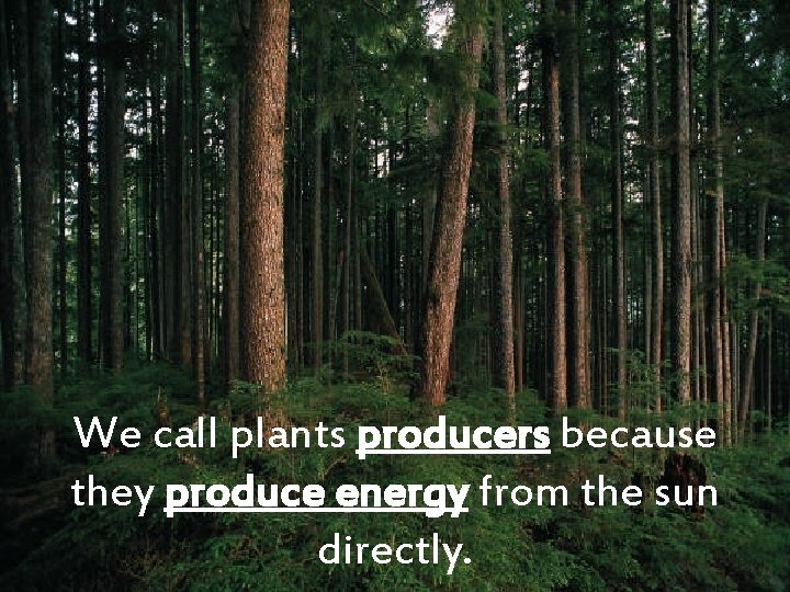 We call plants producers because they produce energy from the sun directly. 