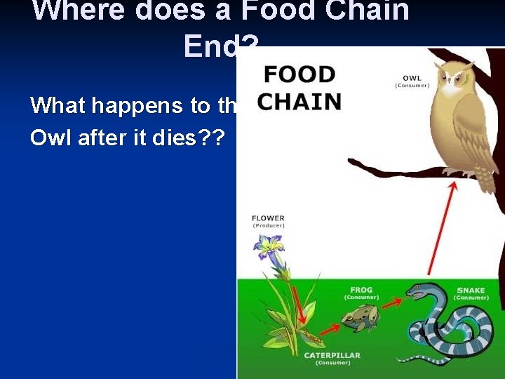 Where does a Food Chain End? What happens to the Owl after it dies?
