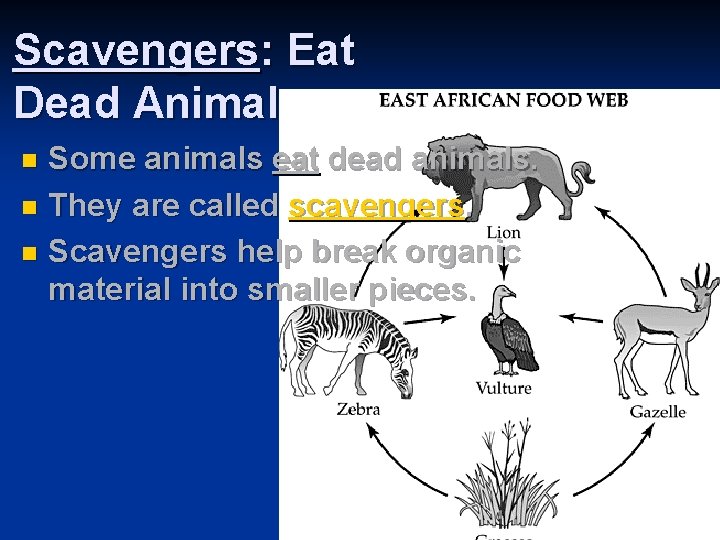 Scavengers: Eat Dead Animals Some animals eat dead animals. n They are called scavengers.
