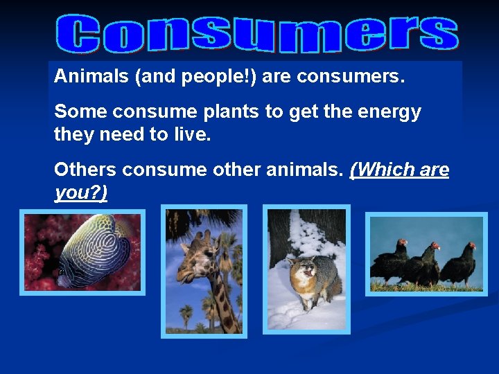 Animals (and people!) are consumers. Some consume plants to get the energy they need