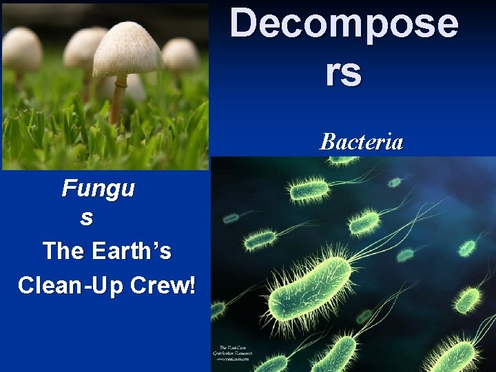 Decompose rs Bacteria Fungu s The Earth’s Clean-Up Crew! 