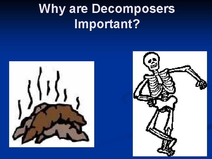 Why are Decomposers Important? 