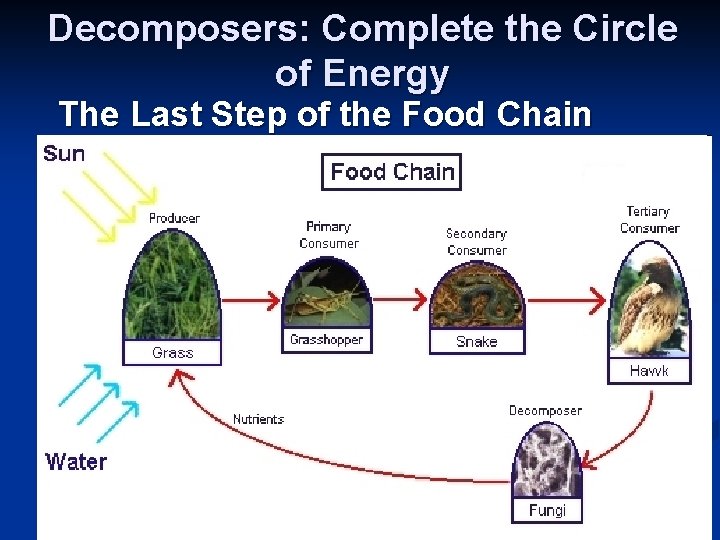 Decomposers: Complete the Circle of Energy The Last Step of the Food Chain Bacteria