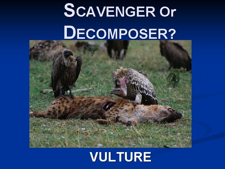 SCAVENGER Or DECOMPOSER? VULTURE 