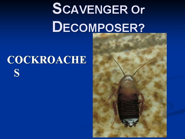 SCAVENGER Or DECOMPOSER? COCKROACHE S 