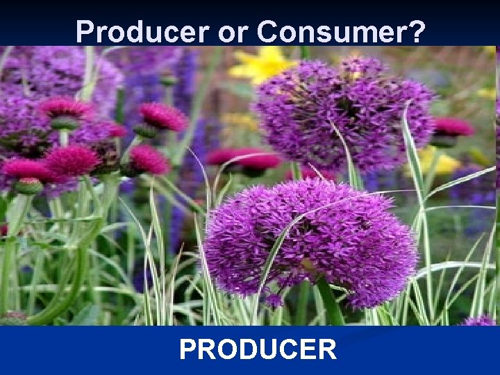 Producer or Consumer? PRODUCER 